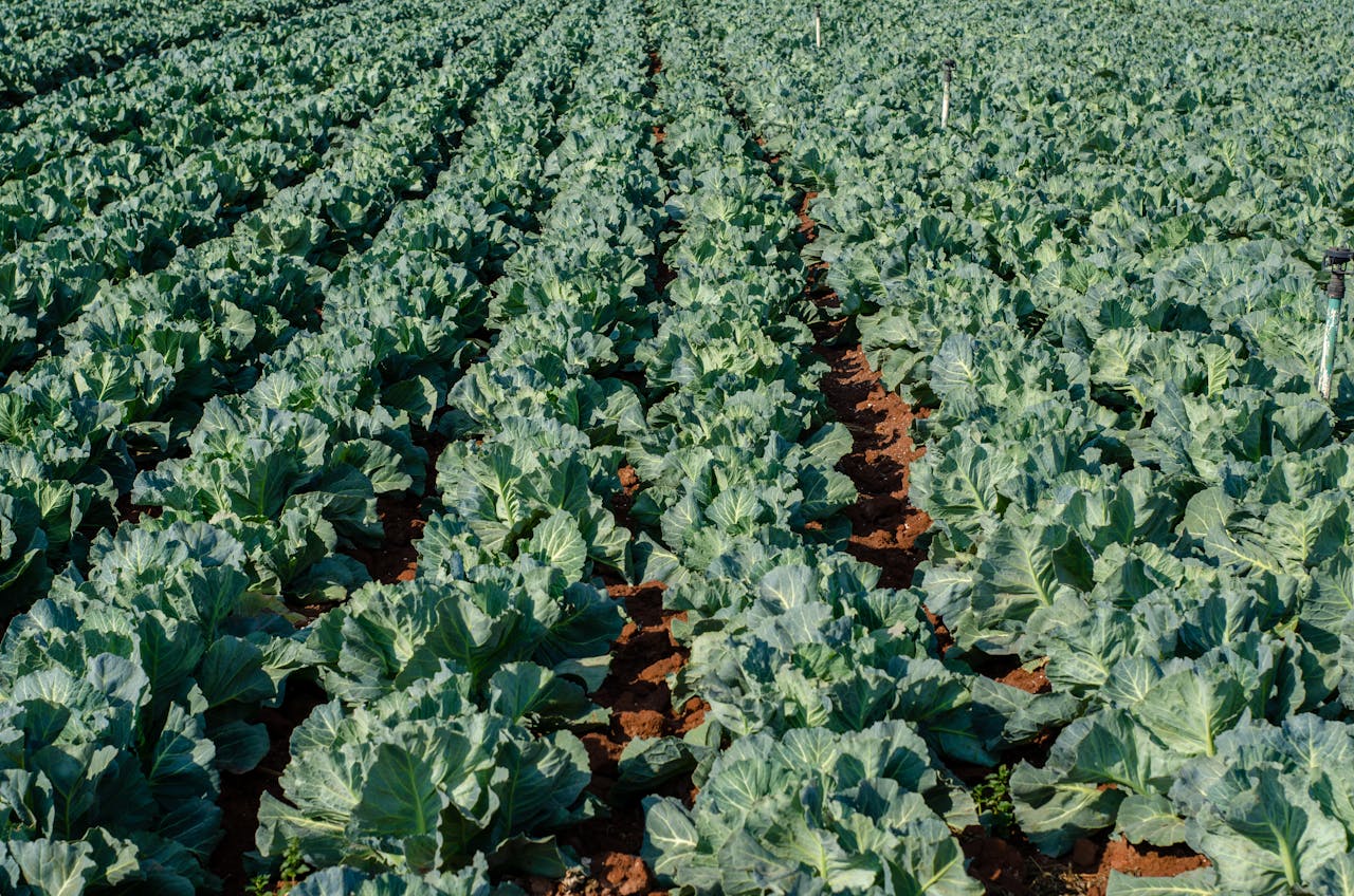 Agribusiness